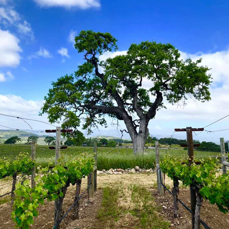 TEST 5 - Copy of Hoopes Vineyard Cabernet Sauvignon Oakville Napa Valley 2019 - Image 4