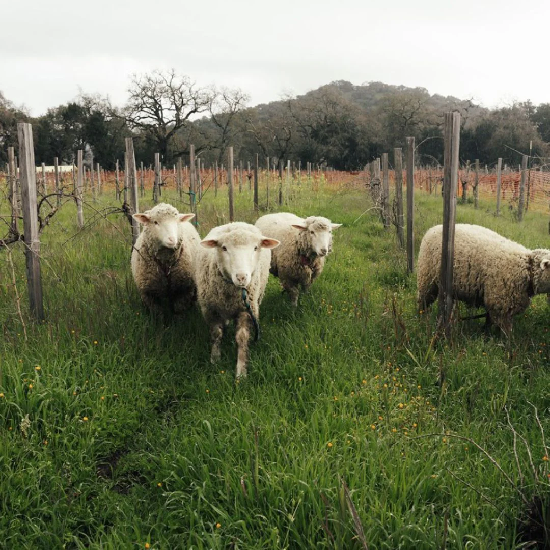 TEST 5: Hoopes Vineyard Cabernet Sauvignon Oakville Napa Valley 2019 - Image 3