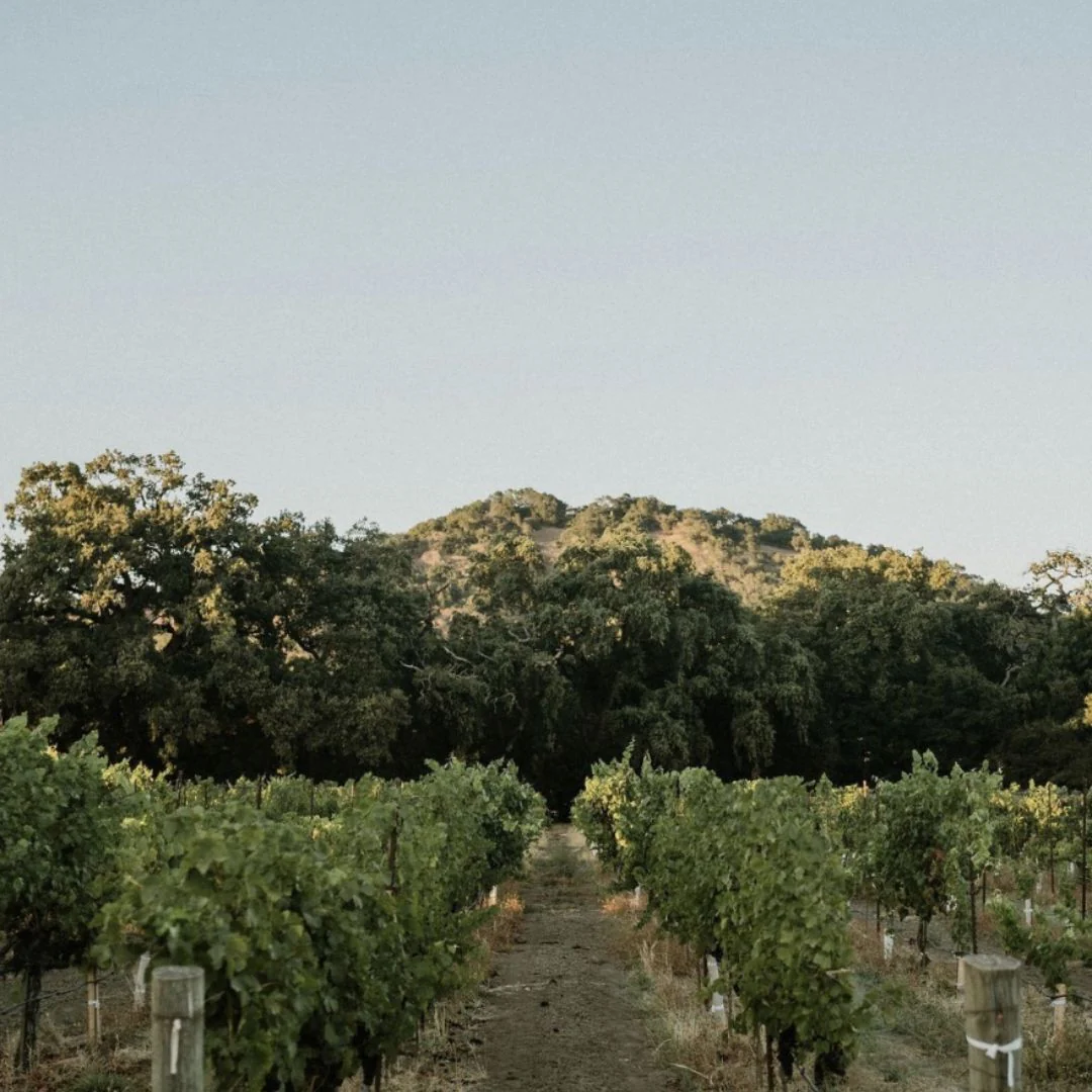 TEST 5: Hoopes Vineyard Cabernet Sauvignon Oakville Napa Valley 2019 - Image 4