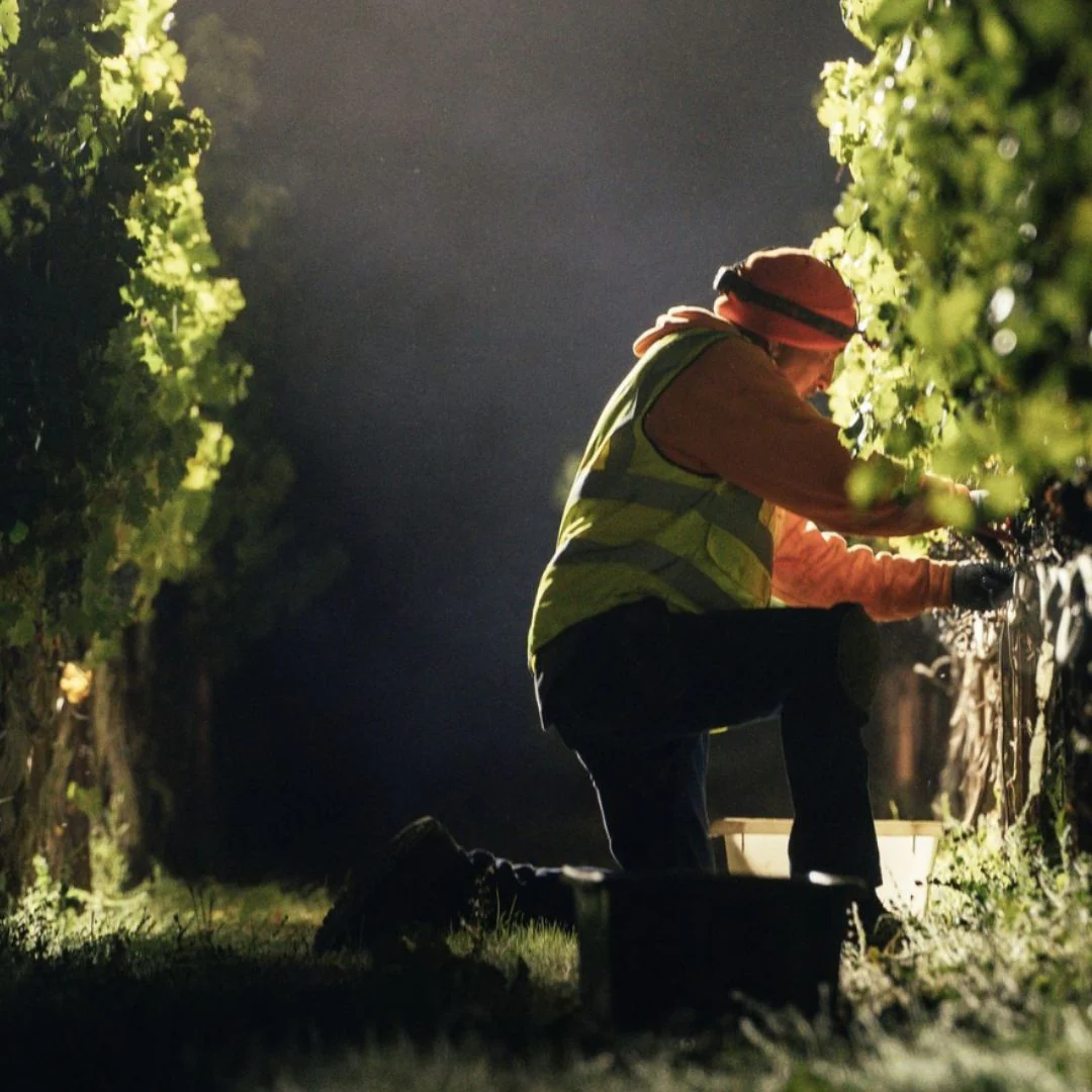 TEST 5: Hoopes Vineyard Cabernet Sauvignon Oakville Napa Valley 2019 - Image 5