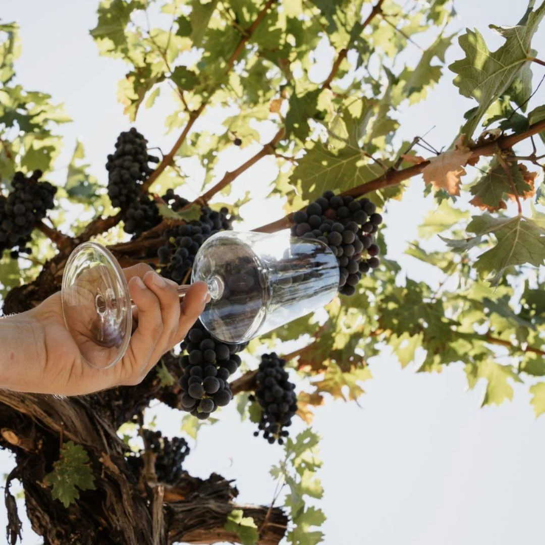 TEST 5: Hoopes Vineyard Cabernet Sauvignon Oakville Napa Valley 2019 - Image 6